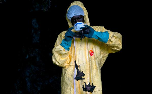A researcher with Franceville International Medical Research Centre collects bats in a net on November 25, 2020 inside a cave in Gabon. Scientists are looking for potential sources for a possible next coronavirus pandemic. A researcher with Franceville International Medical Research Centre collects bats in a net on November 25, 2020 inside a cave in Gabon. Scientists are looking for potential sources for a possible next coronavirus pandemic.