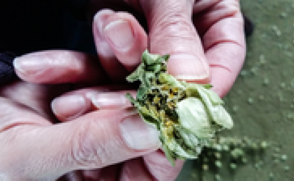 Ignacio Nicolas Campillo, director of a hops production facility in northern Spain, peels apart the flower of the hops plant, to reveal yellow powder inside. The powder is used to make beer. Ignacio Nicolas Campillo, director of a hops production facility in northern Spain, peels apart the flower of the hops plant, to reveal yellow powder inside. The powder is used to make beer.
