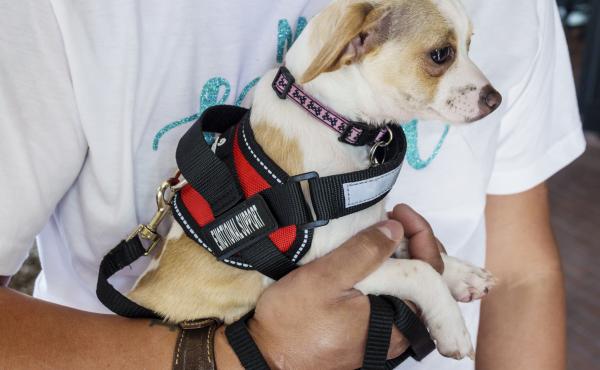 Under a new rule issued last week by the Transportation Department, only dogs that meet strict service animal standards will be allowed to fly with passengers. Under a new rule issued last week by the Transportation Department, only dogs that meet strict service animal standards will be allowed to fly with passengers.