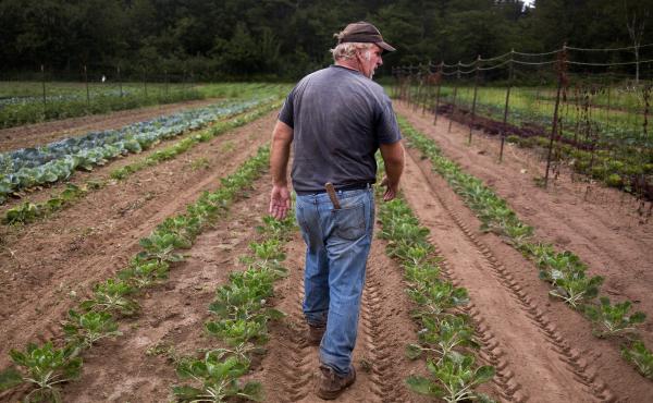 Bruce Hincks of Meadowood Farm walks through his patch of brussels sprouts in Yarmouth, Maine. Hincks, who has been farming for 40 years, said that this is the worst season, in terms of drought and heat, that he has seen in 10 or 12 years. Bruce Hincks of Meadowood Farm walks through his patch of brussels sprouts in Yarmouth, Maine. Hincks, who has been farming for 40 years, said that this is the worst season, in terms of drought and heat, that he has seen in 10 or 12 years.