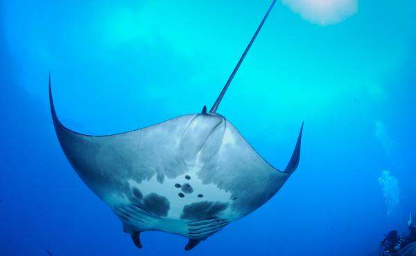 Female manta at Flower Garden Banks National Marine Sanctuary Female manta at Flower Garden Banks National Marine Sanctuary