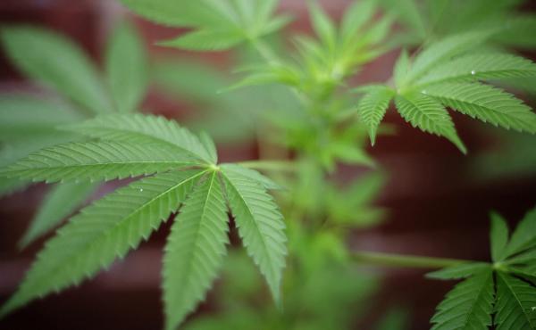 Polls show changing American opinion on marijuana, and it's having an effect on politics. Polls show changing American opinion on marijuana, and it's having an effect on politics.