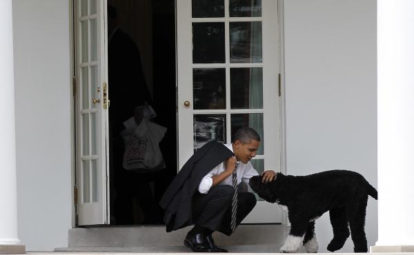 Then-President Barack Obama pets the family dog Bo outside the Oval Office of the White House. Then-President Barack Obama pets the family dog Bo outside the Oval Office of the White House.
