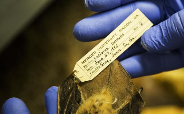 Biological specimens are worthless without a record of when and where they were collected. But with that information, specimens like this Eastern Red Bat from Jones County, Ga. become time capsules. Biological specimens are worthless without a record of when and where they were collected. But with that information, specimens like this Eastern Red Bat from Jones County, Ga. become time capsules.