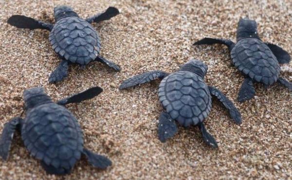 Sea turtle hatchlings make their way to the water last month at Al-Mansouri Beach in Lebanon, which is reporting a flourishing turtle population. Sea turtle hatchlings make their way to the water last month at Al-Mansouri Beach in Lebanon, which is reporting a flourishing turtle population.