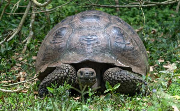 A giant tortoise on Santa Cruz Island in the Galapagos Islands. A giant tortoise on Santa Cruz Island in the Galapagos Islands.