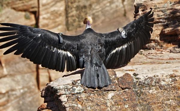 In this May 13 photo provided by the National Park Service, this female California condor spreads her wings. Biologists have confirmed that she laid an egg that has hatched and there is a new baby condor at Zion National Park. In this May 13 photo provided by the National Park Service, this female California condor spreads her wings. Biologists have confirmed that she laid an egg that has hatched and there is a new baby condor at Zion National Park.