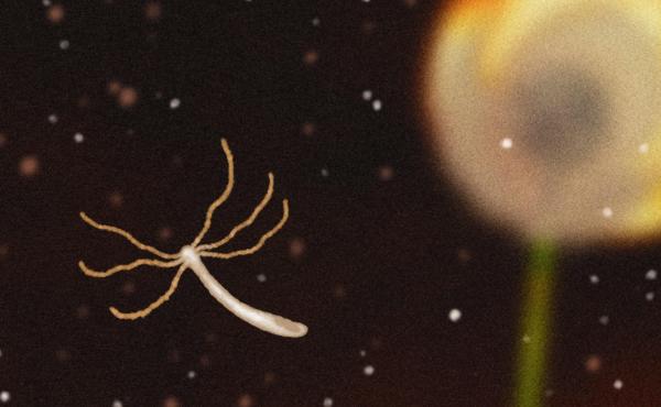 The hydra, a tiny sea creature, appears to never age. Scientists are studying it to learn what secrets it may hold to longevity. The hydra, a tiny sea creature, appears to never age. Scientists are studying it to learn what secrets it may hold to longevity.