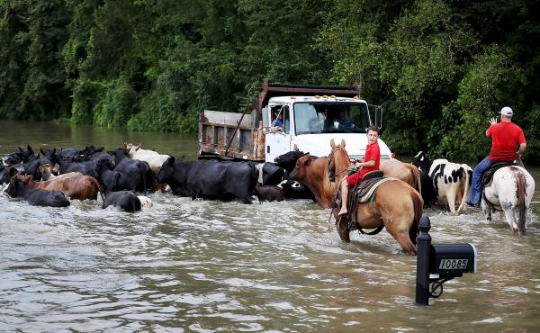Cattle had to be driven through the waters of a flooded road and then trucked to higher ground on Aug. 16 in Sorrento, La. About a third of the flooding in the state last month occurred outside the local flood plain. Cattle had to be driven through the waters of a flooded road and then trucked to higher ground on Aug. 16 in Sorrento, La. About a third of the flooding in the state last month occurred outside the local flood plain.