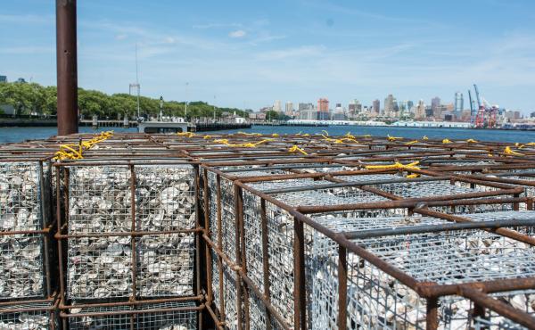 The shells are trucked over to Brooklyn's Greenpoint neighborhood and once a month are brought en masse to Governors Island in the heart of the New York Harbor. Billion Oyster Project has collected more than 1 million pounds of oyster shells so far. The shells are trucked over to Brooklyn's Greenpoint neighborhood and once a month are brought en masse to Governors Island in the heart of the New York Harbor. Billion Oyster Project has collected more than 1 million pounds of oyster shells so far.