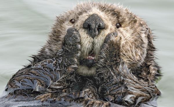 Oh my, this sea otter in Seward, Alaska, didn't see you standing there! Oh my, this sea otter in Seward, Alaska, didn't see you standing there!