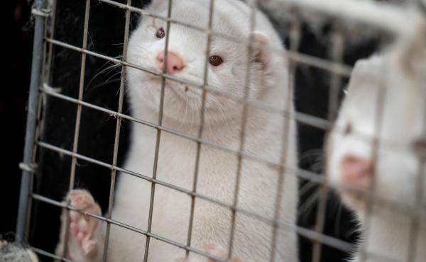 Minks look out from a cage after a farm near Naestved, Denmark, was told to kill off its herd Friday. Minks look out from a cage after a farm near Naestved, Denmark, was told to kill off its herd Friday.