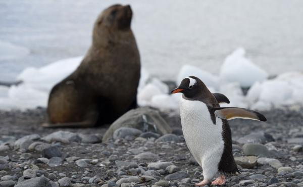 A Gentoo penguin (Pygoscelis Papua) walks across the rocky beach at Yankee Harbour in the South Shetland Islands, Antarctica. A Gentoo penguin (Pygoscelis Papua) walks across the rocky beach at Yankee Harbour in the South Shetland Islands, Antarctica.