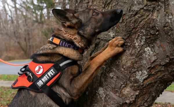 Lucky searches a tree for spotted lanternfly eggs. The insects often lay them in hard-to-reach places. Lucky searches a tree for spotted lanternfly eggs. The insects often lay them in hard-to-reach places.