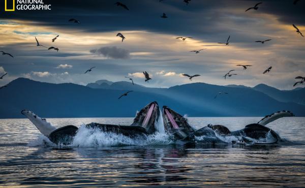 Humpback whales, working in teams, circle herring with disorienting curtains of bubbles off Alaska's coast, then shoot up from below with their mouths open. This innovation developed among unrelated groups of humpbacks but is now a widely adopted practice Humpback whales, working in teams, circle herring with disorienting curtains of bubbles off Alaska's coast, then shoot up from below with their mouths open. This innovation developed among unrelated groups of humpbacks but is now a widely adopted practice