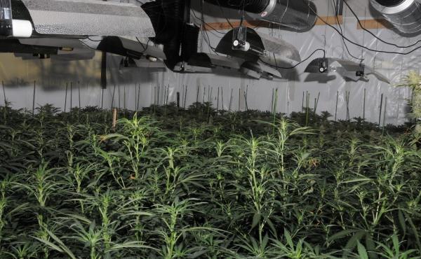 Photo released by the City of London Police showing the first "cannabis factory" discovered in the City. Photo released by the City of London Police showing the first "cannabis factory" discovered in the City.