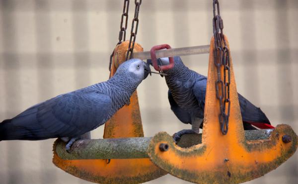 Recent research has explored "helping" behavior in species ranging from nonhuman primates to rats and bats. To see whether intelligent birds might help out a feathered pal, scientists did an experiment using African grey parrots like these. Recent research has explored "helping" behavior in species ranging from nonhuman primates to rats and bats. To see whether intelligent birds might help out a feathered pal, scientists did an experiment using African grey parrots like these.