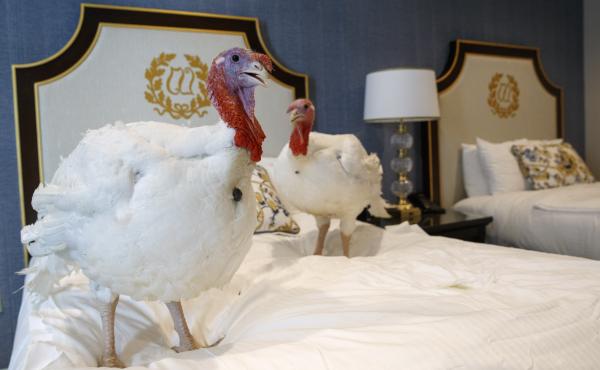 Two male turkeys from North Carolina named Bread and Butter hang out in their hotel room at the Willard InterContinental Hotel in Washington, D.C., ahead of Tuesday's pardoning. Two male turkeys from North Carolina named Bread and Butter hang out in their hotel room at the Willard InterContinental Hotel in Washington, D.C., ahead of Tuesday's pardoning.