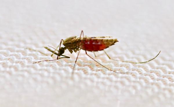 A female Anopheles gambiae mosquito feeds on human blood through a mosquito net. A female Anopheles gambiae mosquito feeds on human blood through a mosquito net.