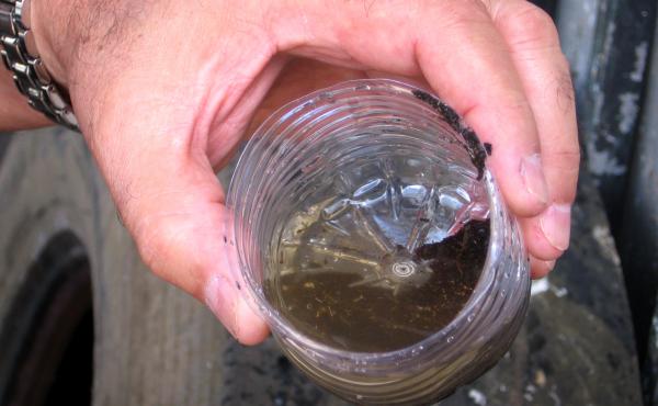 Mosquito larvae fill the cup of stale water that entomologist Luis Hernandez dips from a stack of old tires in a suburb of San Juan, Puerto Rico. Mosquito larvae fill the cup of stale water that entomologist Luis Hernandez dips from a stack of old tires in a suburb of San Juan, Puerto Rico.