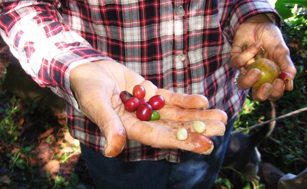 Elena Biamon holds coffee berries grown on her farm near Jayuya, a town in Puerto Rico's mountainous interior. Elena Biamon holds coffee berries grown on her farm near Jayuya, a town in Puerto Rico's mountainous interior.