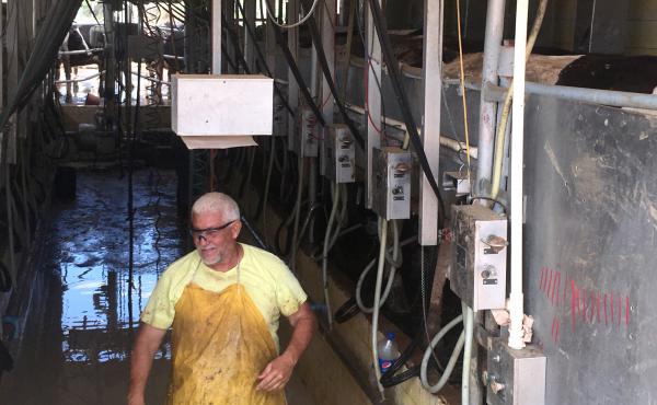 A dairy farmer in Manati, Puerto Rico in a milking parlor on Thursday. Puerto Rico's dairy farmers account for about a third of the island's total agricultural production. Now they're struggling to recover their cows and get them milked. A dairy farmer in Manati, Puerto Rico in a milking parlor on Thursday. Puerto Rico's dairy farmers account for about a third of the island's total agricultural production. Now they're struggling to recover their cows and get them milked.