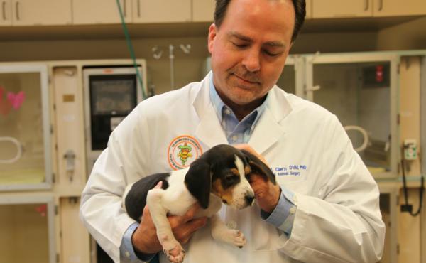 In this Jan. 9 photo, Dr. Erik Clary of Oklahoma State University holds a puppy named Milo, born with his front paws facing up instead of down and unable to walk.The dog is recovering after surgery. In this Jan. 9 photo, Dr. Erik Clary of Oklahoma State University holds a puppy named Milo, born with his front paws facing up instead of down and unable to walk.The dog is recovering after surgery.