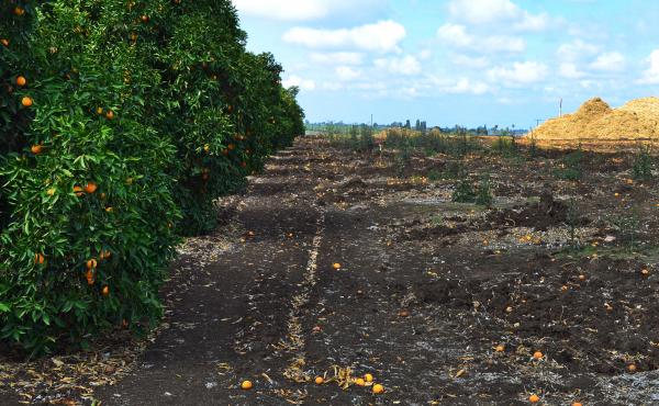 The drought forced many citrus farmers near Orange Cove, Calif., to mulch their trees because they couldn't afford to keep them alive. Recent rain and new groundwater regulations have eased the crisis, but only slightly. The drought forced many citrus farmers near Orange Cove, Calif., to mulch their trees because they couldn't afford to keep them alive. Recent rain and new groundwater regulations have eased the crisis, but only slightly.