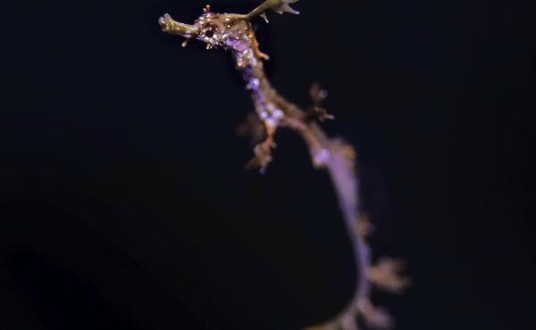 A baby weedy seadragon swims at the Birch Aquarium in La Jolla, Calif. Two of the rare fish hatched there recently, making the aquarium one of the few in the world to successfully breed them. A baby weedy seadragon swims at the Birch Aquarium in La Jolla, Calif. Two of the rare fish hatched there recently, making the aquarium one of the few in the world to successfully breed them.