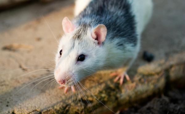 Rats are great at remembering where they last sniffed the strawberries. Rats are great at remembering where they last sniffed the strawberries.