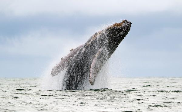 By the 1960s, humpback whales and other whale species had been hunted extensively, sometimes to the point of near extinction. Then a recording of humpback whale songs helped shift public opinion on the hunting of all whale species. By the 1960s, humpback whales and other whale species had been hunted extensively, sometimes to the point of near extinction. Then a recording of humpback whale songs helped shift public opinion on the hunting of all whale species.