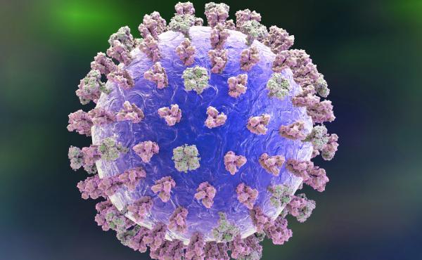 Most efforts to develop a universal flu vaccine have focused on the lollipop-shaped hemagglutinin protein (pink in this illustration of a flu virus). Most efforts to develop a universal flu vaccine have focused on the lollipop-shaped hemagglutinin protein (pink in this illustration of a flu virus).