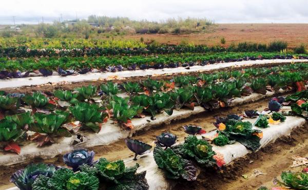 A field near harvest time at Meyers Farm in Bethel, Alaska, can now grow crops like cabbage outside in the ground, due to rising temperatures. A field near harvest time at Meyers Farm in Bethel, Alaska, can now grow crops like cabbage outside in the ground, due to rising temperatures.