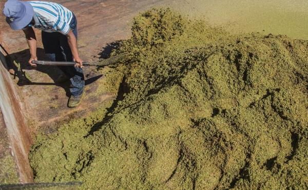 A farm worker grades and treats rooibos tea leaves before packaging in the Clanwilliam district of South Africa in 2017. A farm worker grades and treats rooibos tea leaves before packaging in the Clanwilliam district of South Africa in 2017.