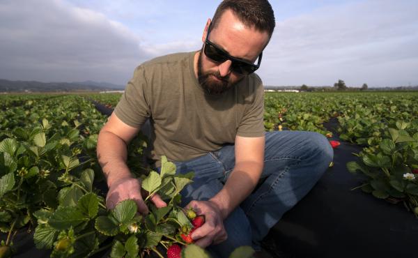 William Terry, of Terry Farms, looks at strawberries at his farm Thursday, March 31, 2022, in Oxnard, Calif. Terry Farms, which grows produce on 2,100 acres largely, has seen prices of some fertilizer formulations double; others are up 20%. William Terry, of Terry Farms, looks at strawberries at his farm Thursday, March 31, 2022, in Oxnard, Calif. Terry Farms, which grows produce on 2,100 acres largely, has seen prices of some fertilizer formulations double; others are up 20%.