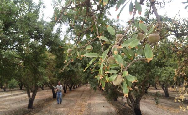 Almond orchards across California are dealing with trees showing signs of stress from the drought, such as smaller nuts and salt-burned leaves. Almond orchards across California are dealing with trees showing signs of stress from the drought, such as smaller nuts and salt-burned leaves.