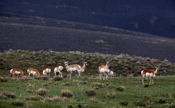 Antelopes stand at alert at the presence of a human visitor in the sparsely populated Centennial Valley of Montana. Antelopes stand at alert at the presence of a human visitor in the sparsely populated Centennial Valley of Montana.