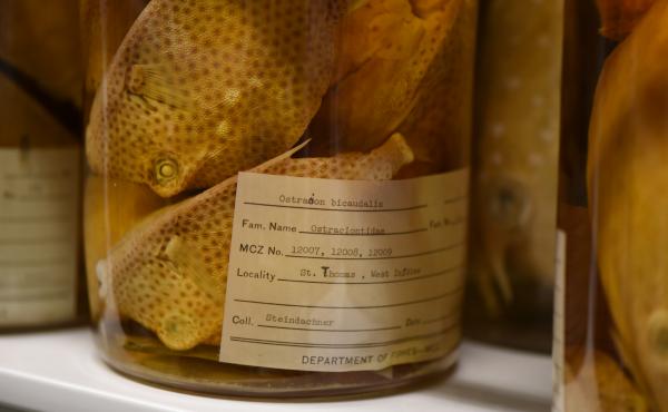 Spotted Trunkfish collected in the US Virgin Islands in 1871. Spotted Trunkfish collected in the US Virgin Islands in 1871.