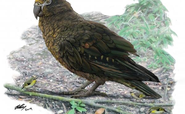 An artist's illustration of the giant parrot with a New Zealand wren for comparison. An artist's illustration of the giant parrot with a New Zealand wren for comparison.