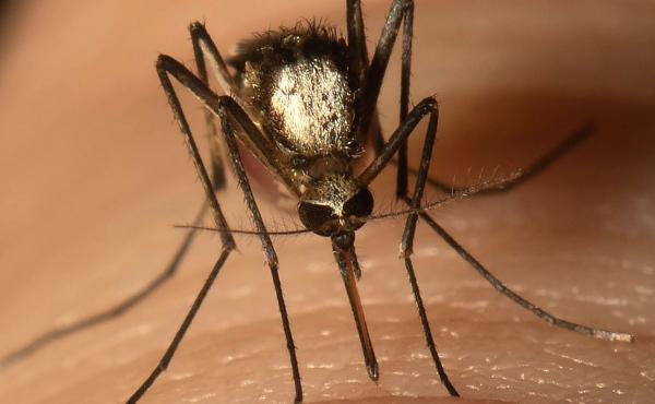 Aedes scapularis mosquitoes can carry yellow fever and are well-established in two South Florida counties. Aedes scapularis mosquitoes can carry yellow fever and are well-established in two South Florida counties.