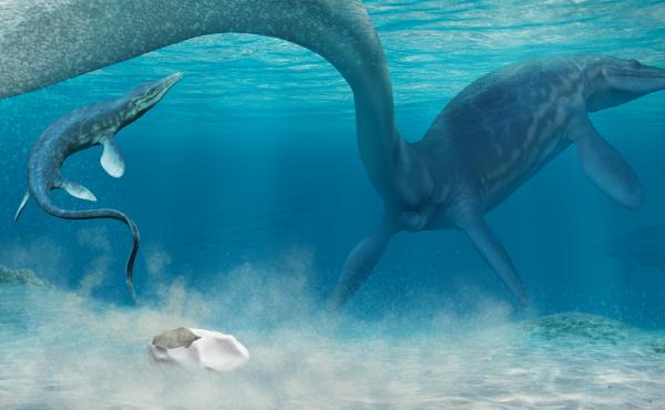 An artist's interpretation of a baby mosasaur hatching from an egg in the Antarctic sea. An artist's interpretation of a baby mosasaur hatching from an egg in the Antarctic sea.