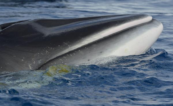 A minke whale photographed in Antarctica last year. The minke, smallest of the baleen whales, turned out to be the mysterious "bio-duck." A minke whale photographed in Antarctica last year. The minke, smallest of the baleen whales, turned out to be the mysterious "bio-duck."