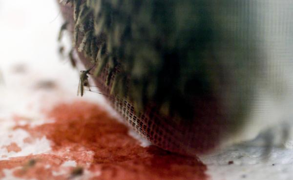 Genetically modified "gene drive" mosquitoes feed on warm cow's blood. Scientists hope these mosquitoes could help eradicate malaria. Genetically modified "gene drive" mosquitoes feed on warm cow's blood. Scientists hope these mosquitoes could help eradicate malaria.