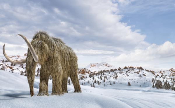 An artist's impression of a woolly mammoth in a snow-covered environment. An artist's impression of a woolly mammoth in a snow-covered environment.