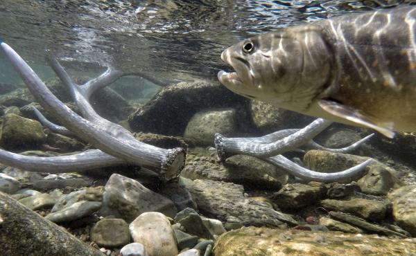 Bull trout are running out of time in Montana as their traditional waters heat up, biologists say. By moving more than 100 fish to higher elevations, fisheries scientists hope to save the species by seeding a new population in waters that will stay cooler Bull trout are running out of time in Montana as their traditional waters heat up, biologists say. By moving more than 100 fish to higher elevations, fisheries scientists hope to save the species by seeding a new population in waters that will stay cooler