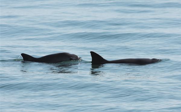 Researchers estimate there are only about 10 vaquita porpoises still living in Mexico's Gulf of California. Researchers estimate there are only about 10 vaquita porpoises still living in Mexico's Gulf of California.