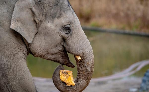 Researchers were able to detect DNA from elephants at the Copenhagen Zoo simply by sampling the air nearby. Researchers were able to detect DNA from elephants at the Copenhagen Zoo simply by sampling the air nearby.