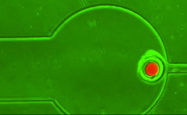 GMO bacteria "swarmbots" are strictly constrained to their holding cell. GMO bacteria "swarmbots" are strictly constrained to their holding cell.