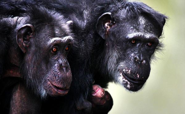 A chimpanzee hugs her newborn at Burgers' Zoo in Arnhem, Netherlands, in 2010. Over the course of his long career, primatologist Frans de Waal has become convinced that primates and other animals express emotions similar to human emotions. A chimpanzee hugs her newborn at Burgers' Zoo in Arnhem, Netherlands, in 2010. Over the course of his long career, primatologist Frans de Waal has become convinced that primates and other animals express emotions similar to human emotions.