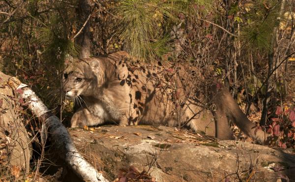 A mountain lion — not this one — is suspected of making off with a 15-pound Portuguese Podengo in the middle of the night in Pescadero, Calif. A mountain lion — not this one — is suspected of making off with a 15-pound Portuguese Podengo in the middle of the night in Pescadero, Calif.
